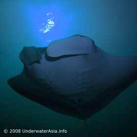 Manta Ray